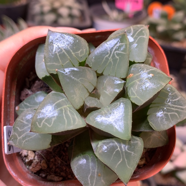 雅典娜带盆土发货