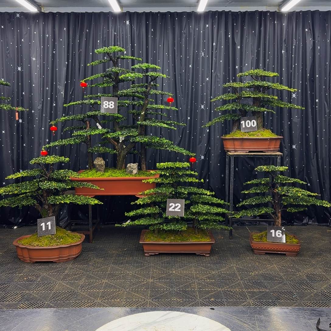 龙爪松高端造型盆景