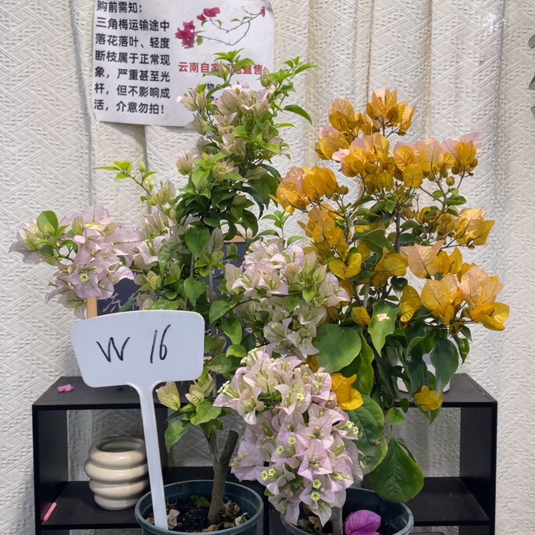 芮***妈全部花朵丽娜+金探戈W16