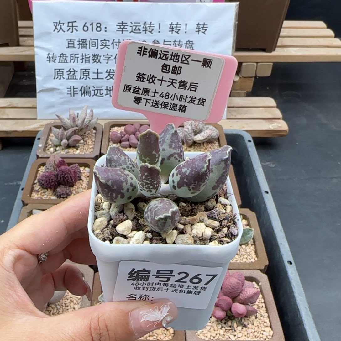 267二代紫海报多肉植物