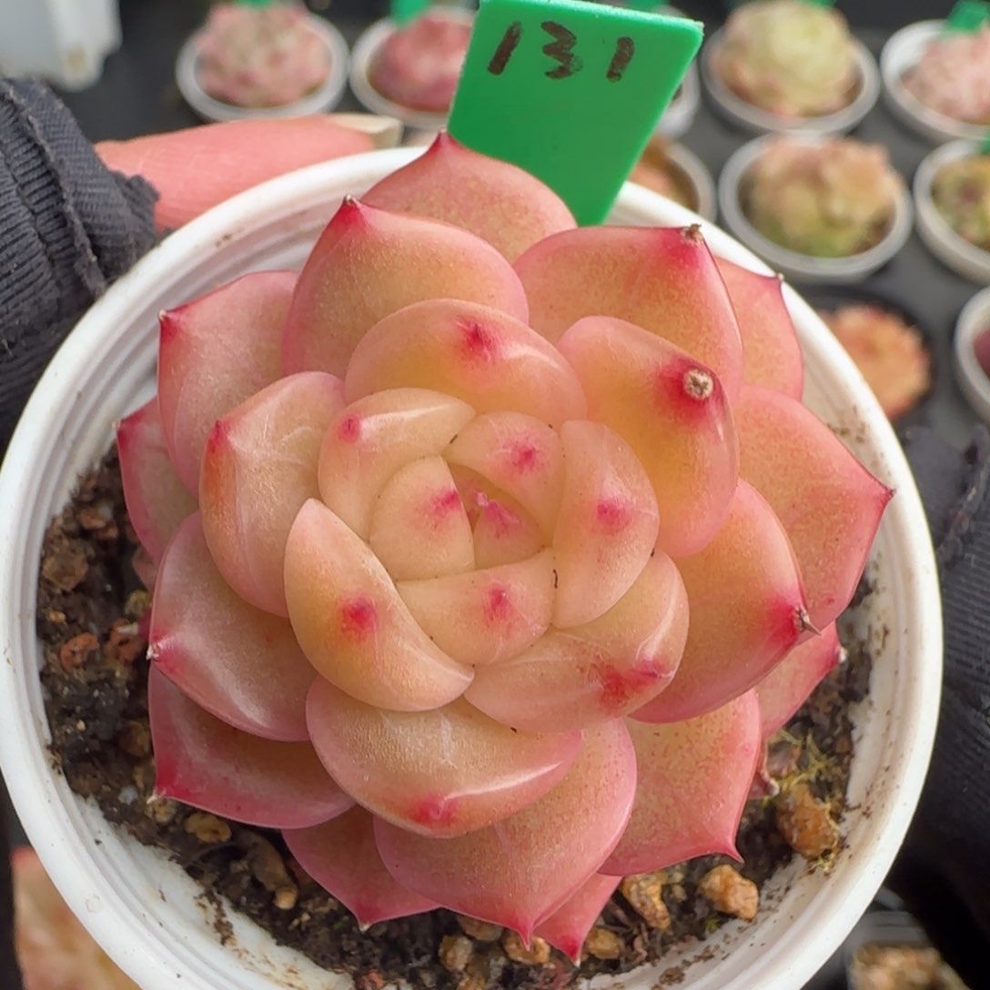 多肉131  糖心  5厘米盆  h