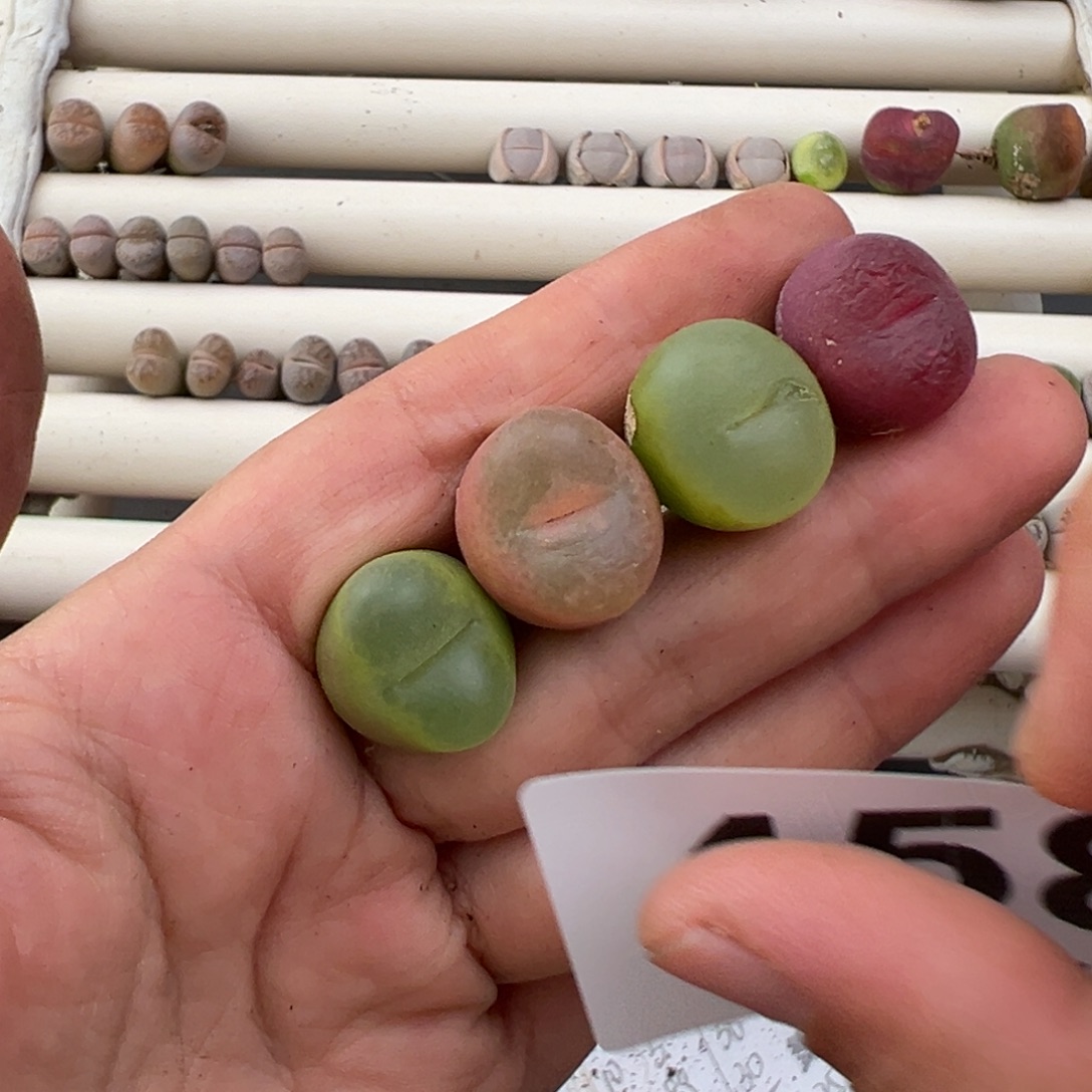 12.22好看的多肉脱土发货458