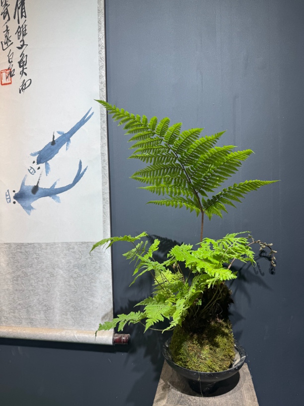 好养易活室内金丝红鳞蕨水培款（不带盆）