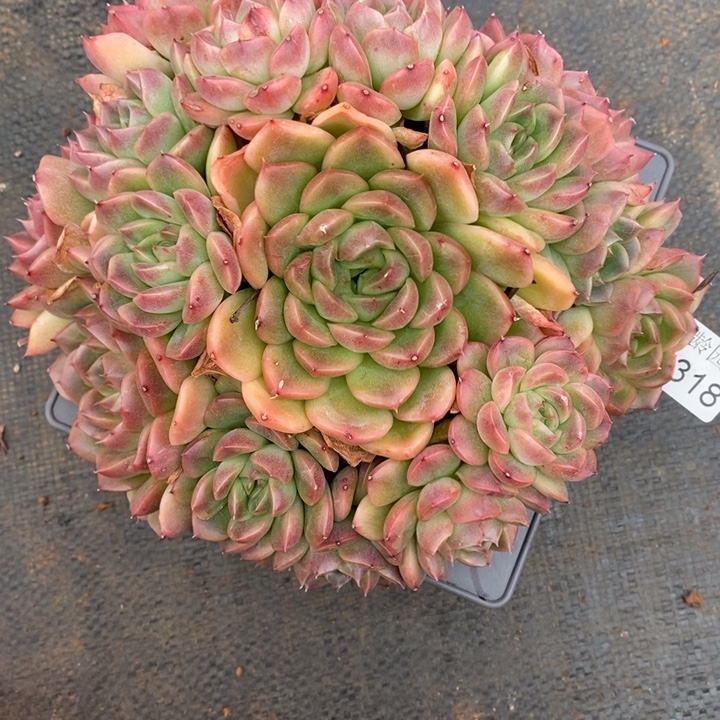 霍***姐2318杂交老桩基地～18厘米