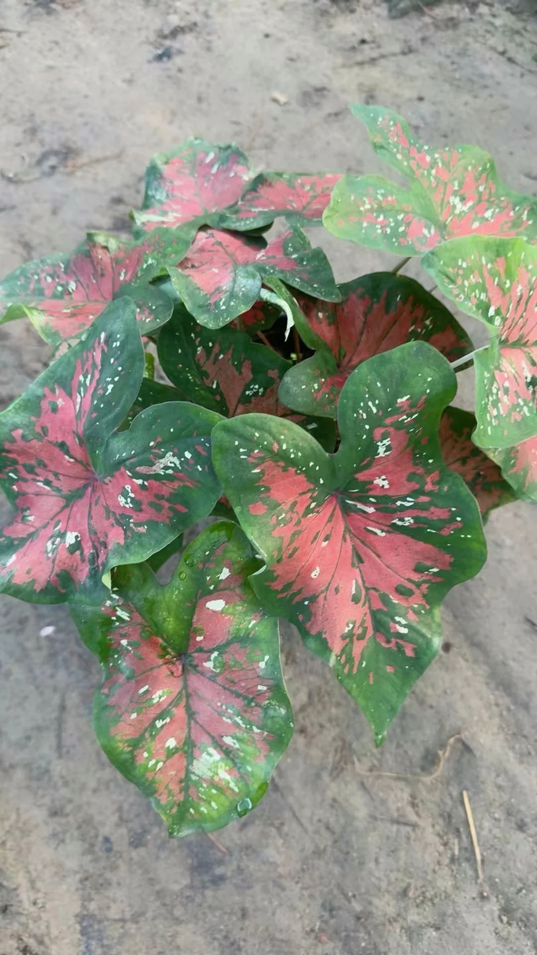 奶油镰刀彩叶芋室内观叶植物网红ins风懒人绿植