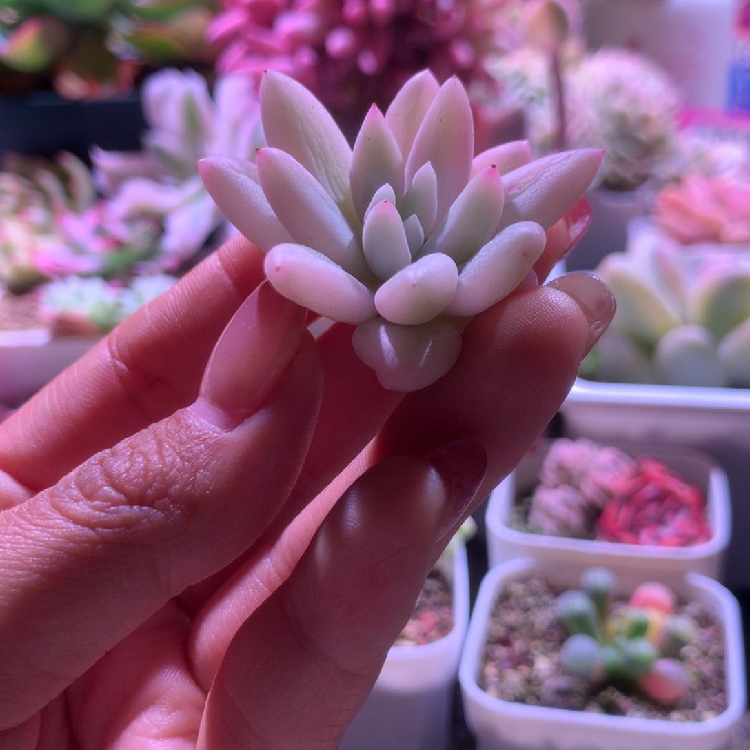 所罗门白覆轮锦砍头