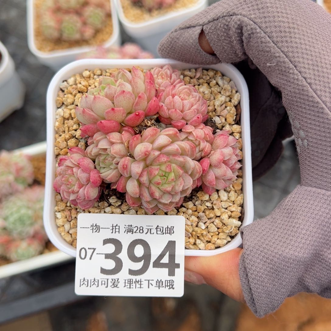 绿心羊脂球多肉多肉多肉多肉多肉