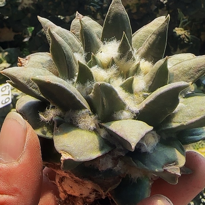 龙牙776萝卜根的