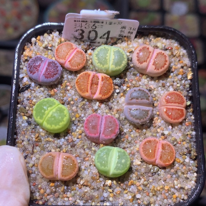 精品生石花36.304