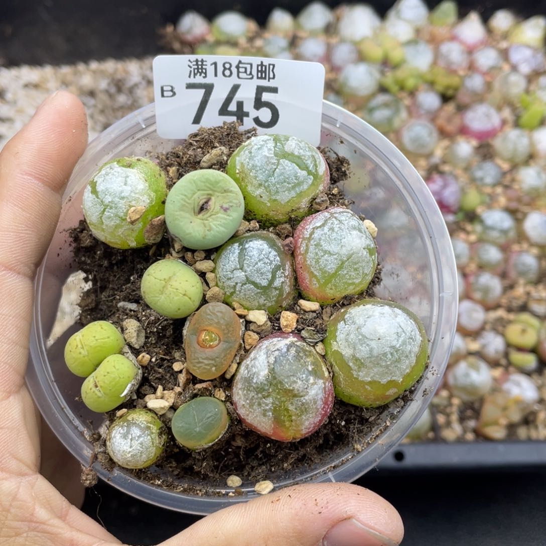 红陶00000000000000745