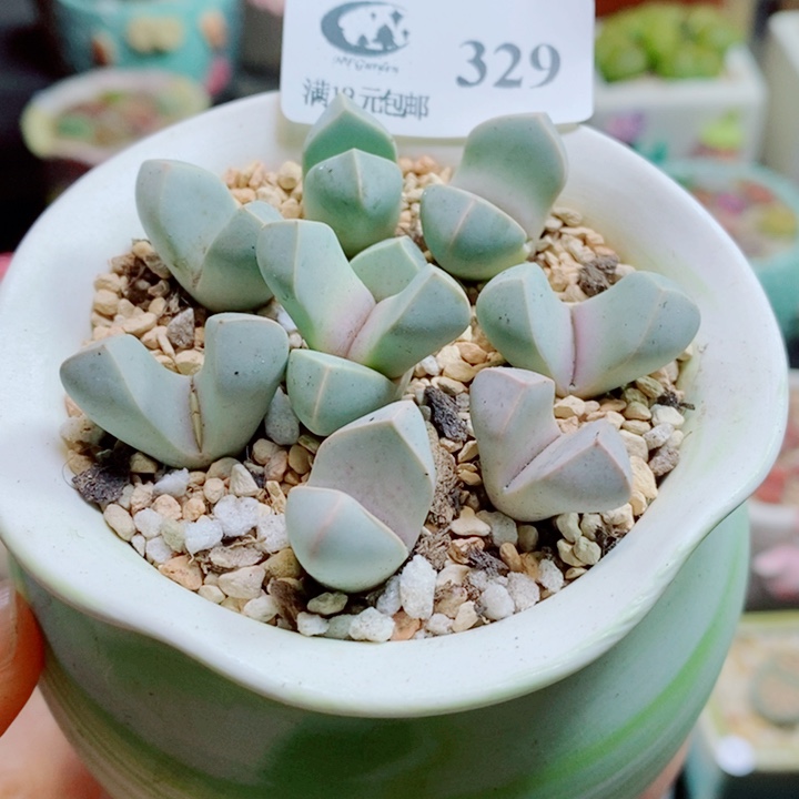 生石花花花花花花花花329