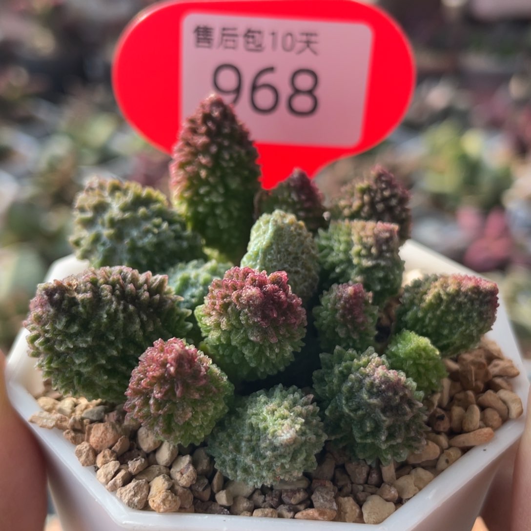      朱紫玉。   968。  