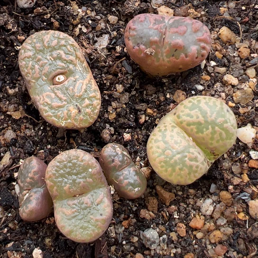 1.16好看的多肉201