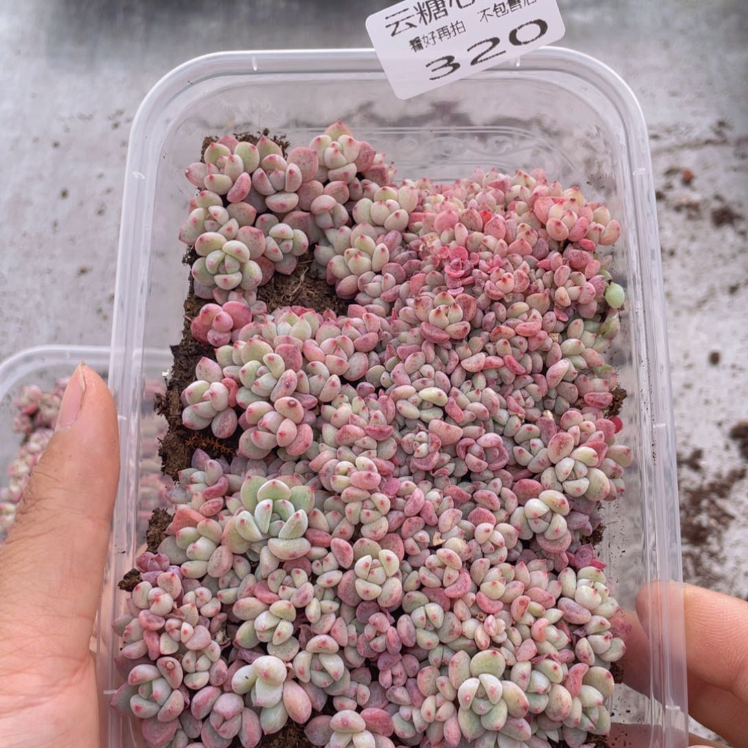 云糖心多肉植物320