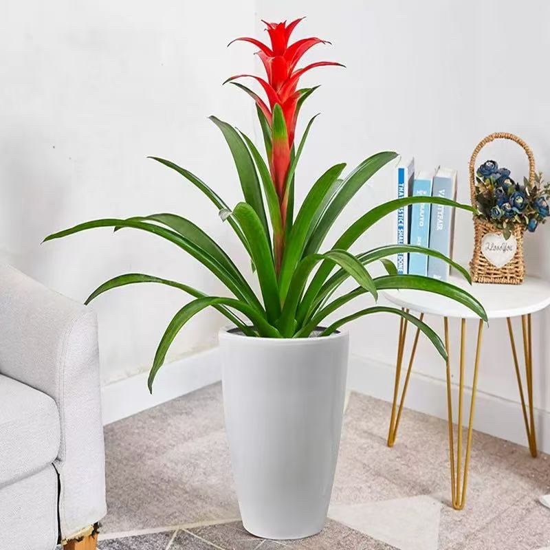 A级精品【60-80公分】鸿运当头盆栽大型绿植花卉四季喜庆办公室内