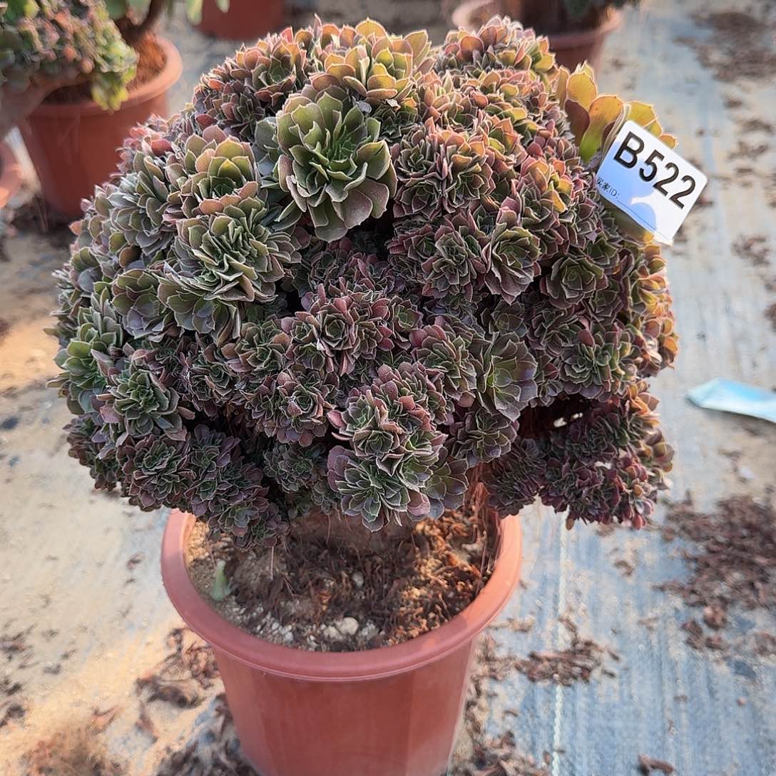 522玫瑰朵朵一颗呀呀呀