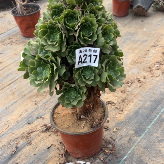 217绿羊绒不包断枝