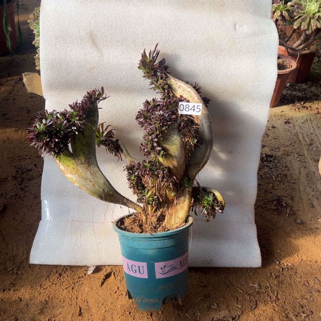 有伤黑缀845宽高36厘米