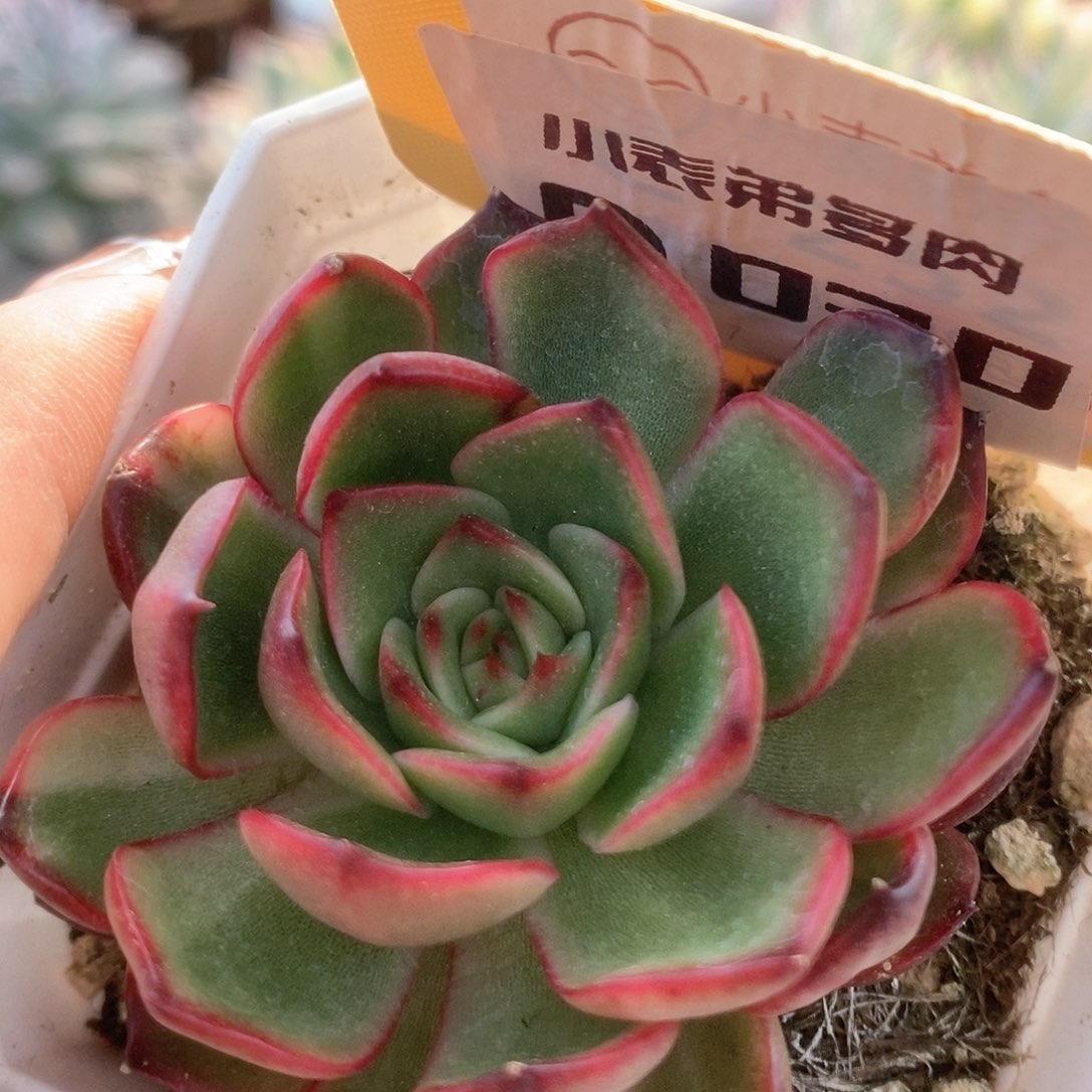 030保丽安娜锦锦锦锦锦