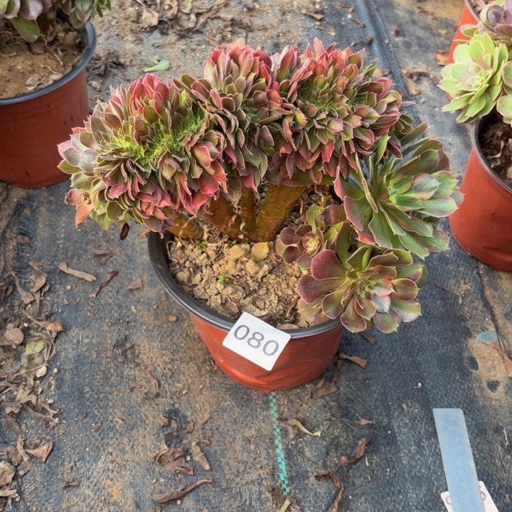 鹏***w雅典娜缀多肉植物不包损080瑕疵