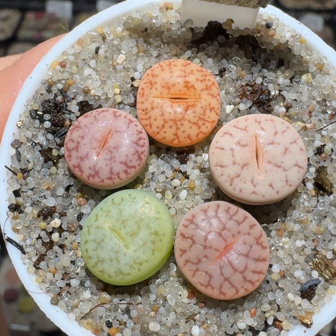 z好看的便宜卖啦1787