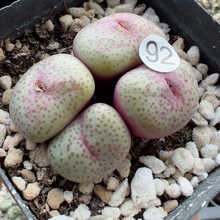 92号1111111111111111111