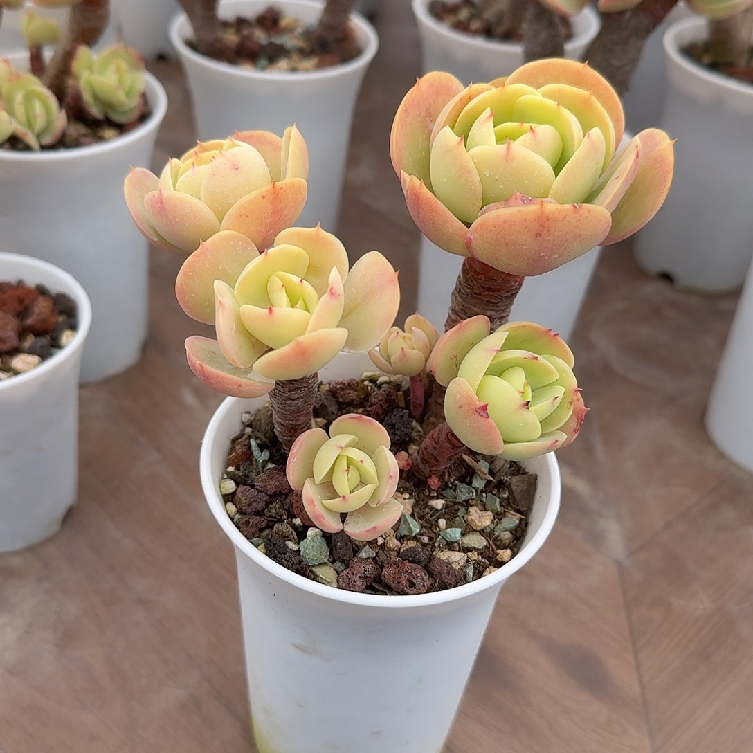 丹***丹鸡蛋碧桃多肉植物一颗