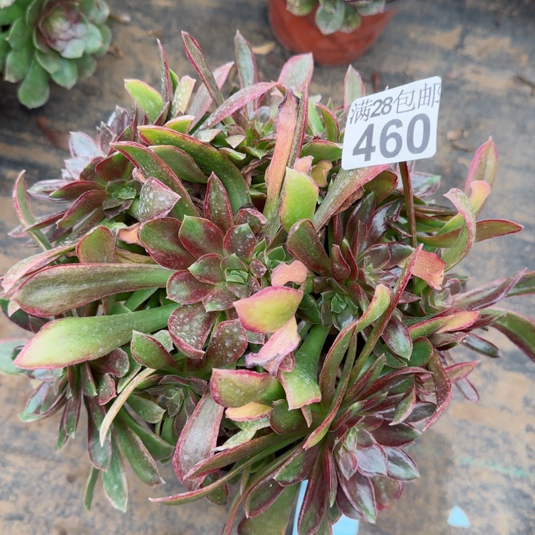 女王多肉460满28包邮断枝不包