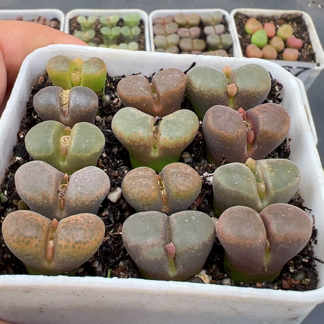 11.11好看的多肉脱土发货096