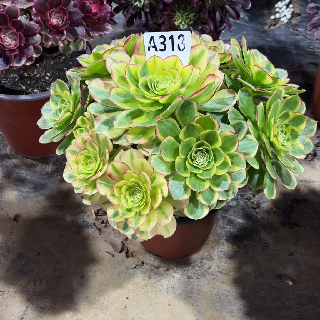 多肉植物奶白锦318多肉