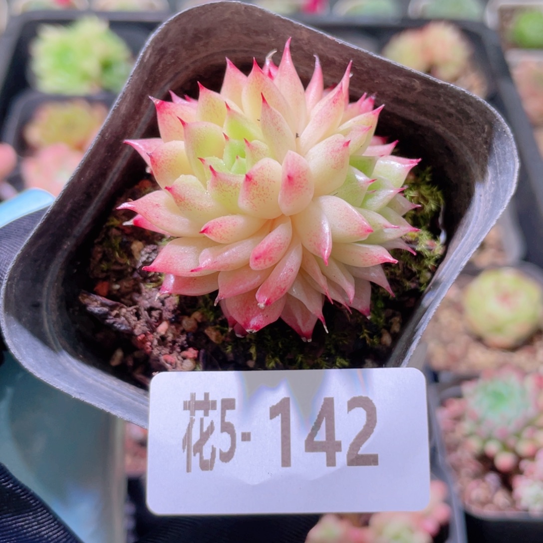 花利美5-142菊花台