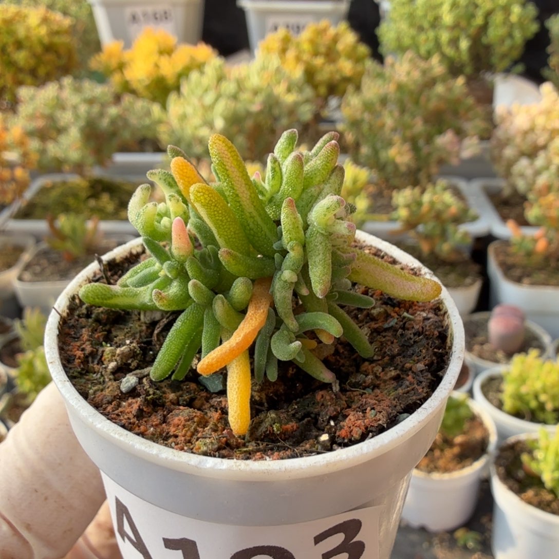 A193彩虹卷锦枝干