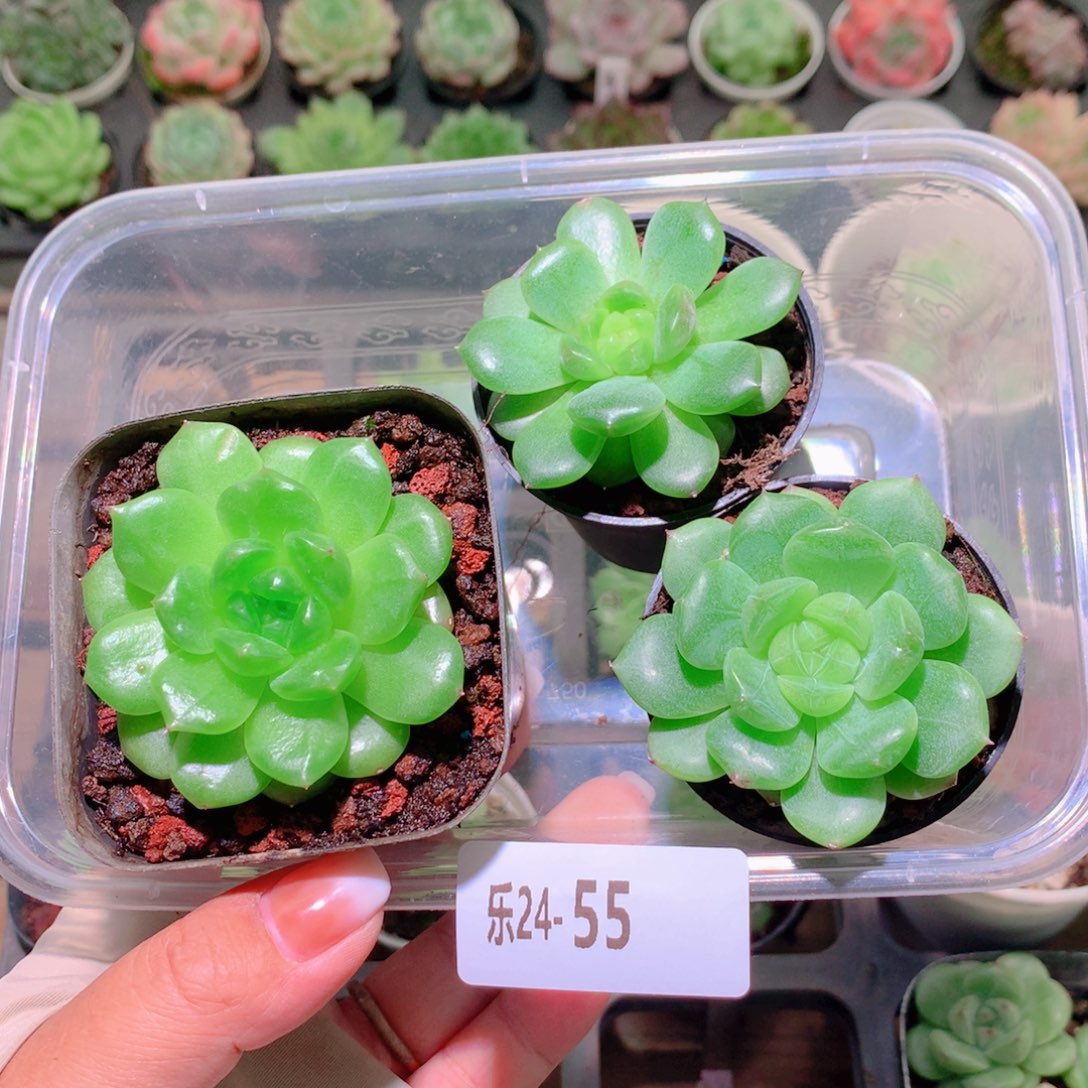 乐然24-55 新品3颗 