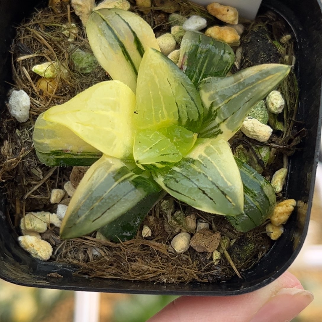 40红纹寿锦福利专场