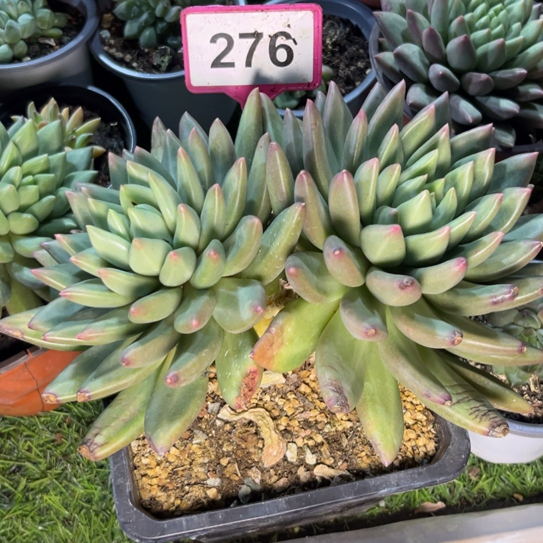 多肉植物米其林276