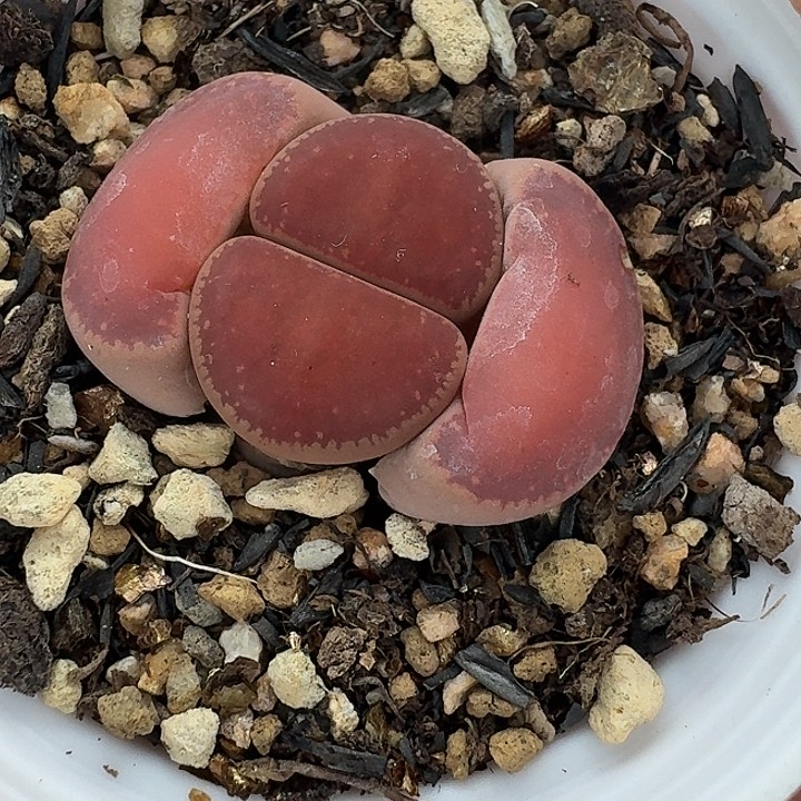 老马生石花ko1708