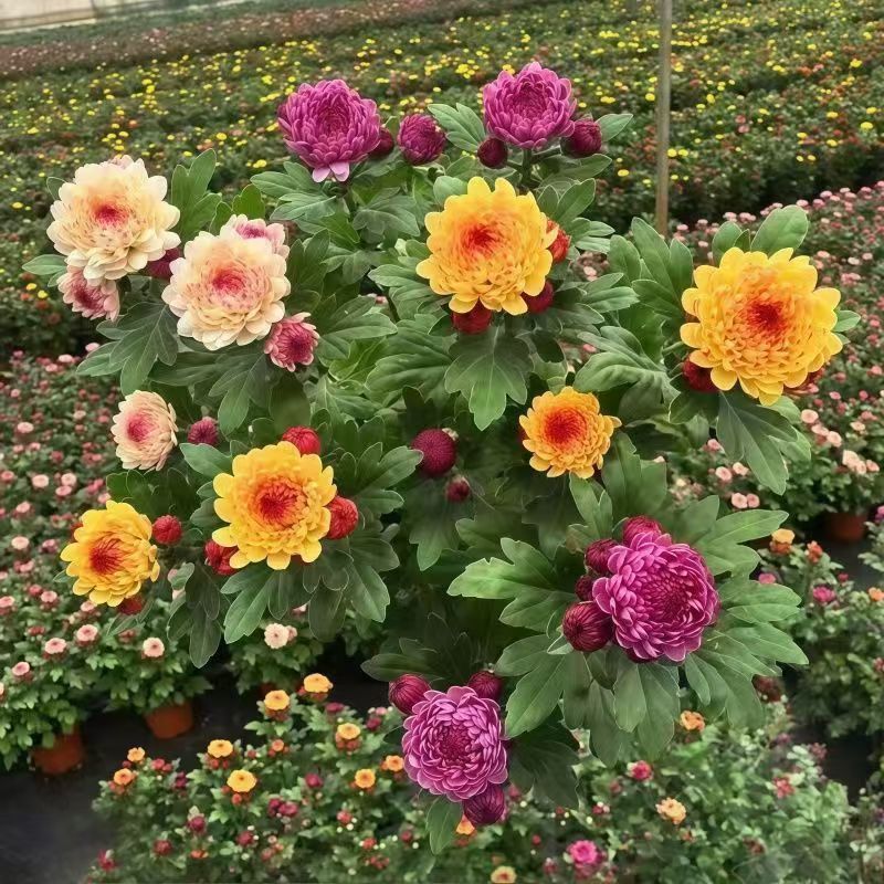 （3色宝莲灯小菊）盆栽好养易活耐寒耐热适合地栽