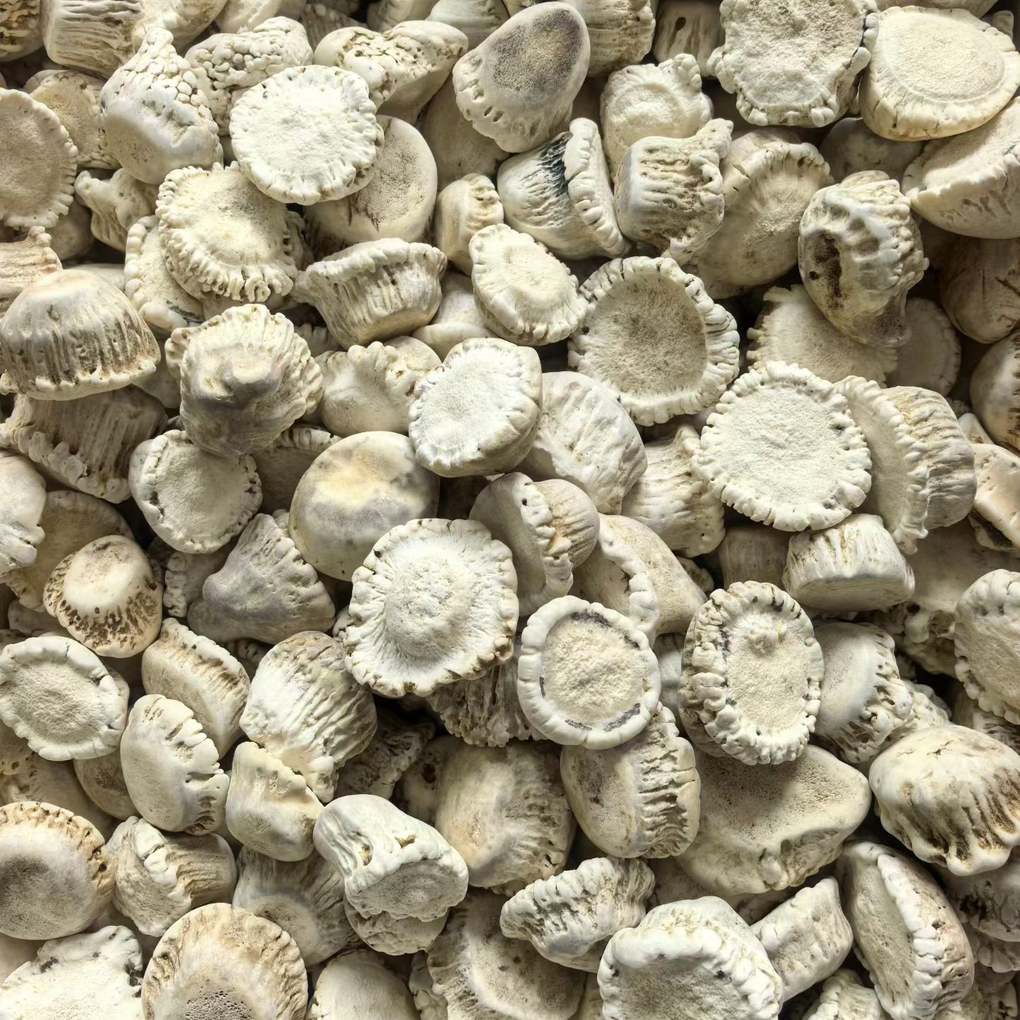 鹿鸿意东北特产梅花鹿鹿角帽托盘可代客打粉煲汤泡酒炖菜