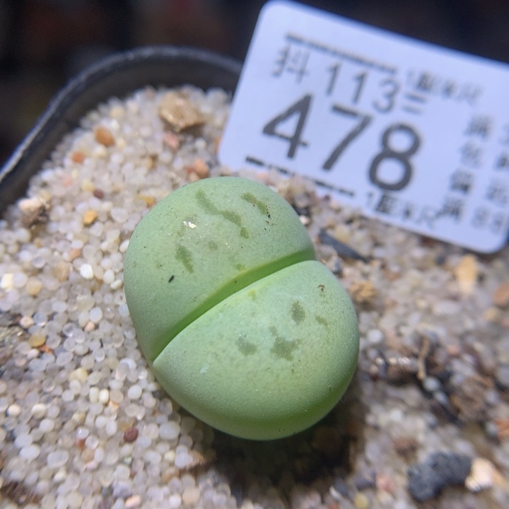 精品生石花113.478