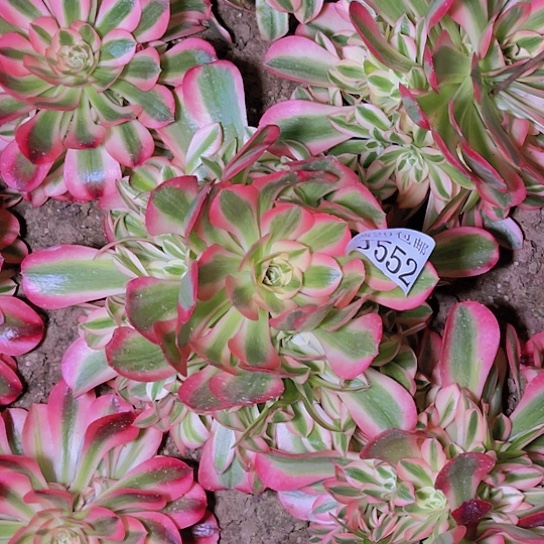 552粉女巫多肉植物