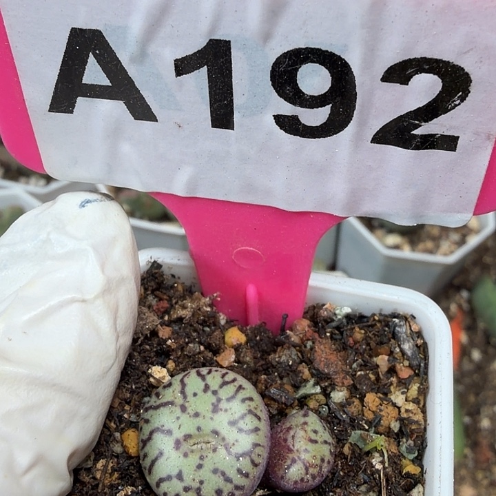 192mmmmmmmmmmmmmmmmn