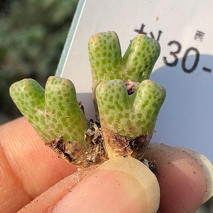 30-24鹿角斑马肉锥