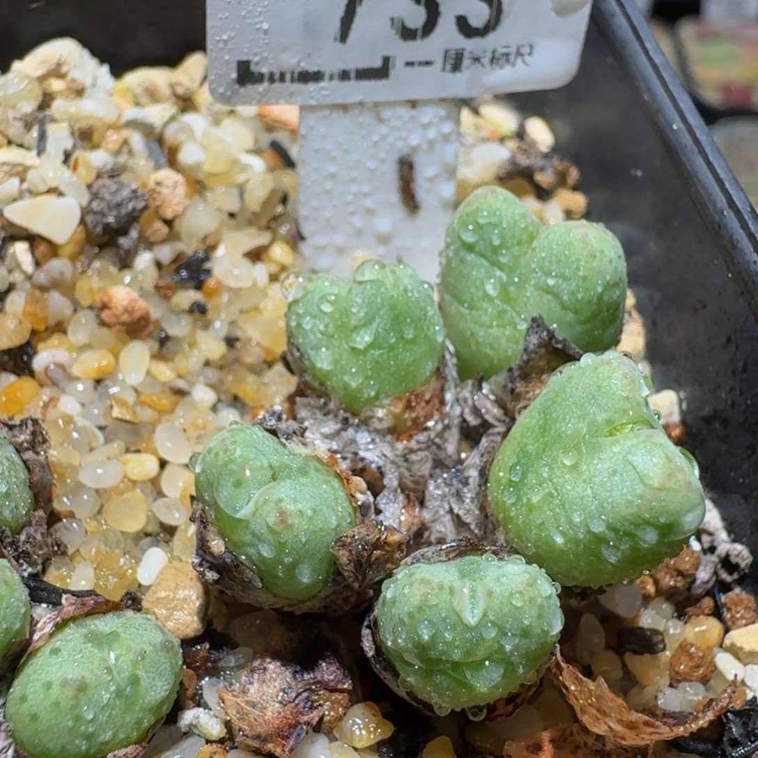 Ssss精品生石花733粉花