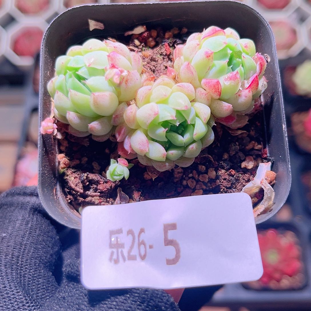 乐然26-5 羊脂球群 