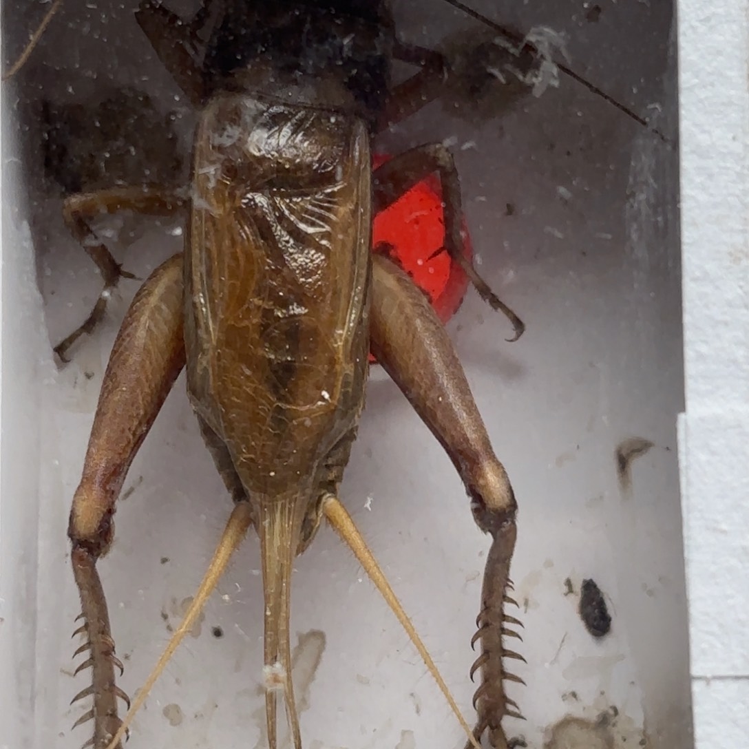 两字紫一黑油葫芦