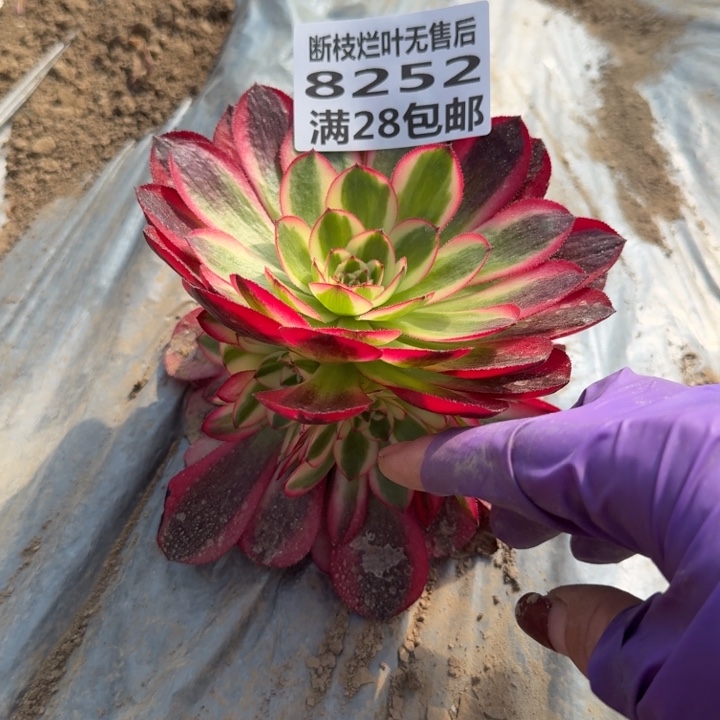 8252一号棚荔枝多肉I