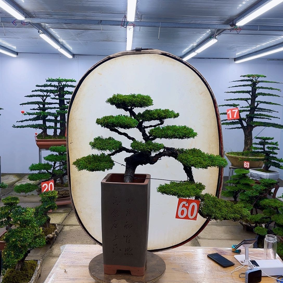 无花朵盆景直播间一物一拍