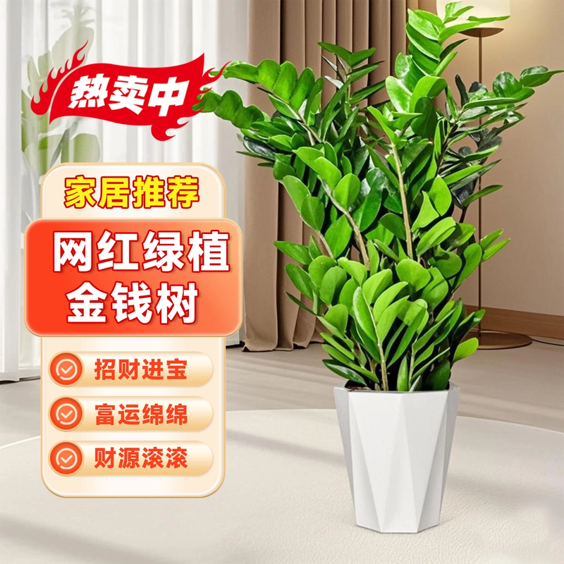 【高颜值盆选】金钱树90—1.1m办公室花卉钱串子招财进宝树懒人推荐