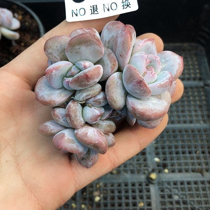 星影石榴籽福利出咯 011