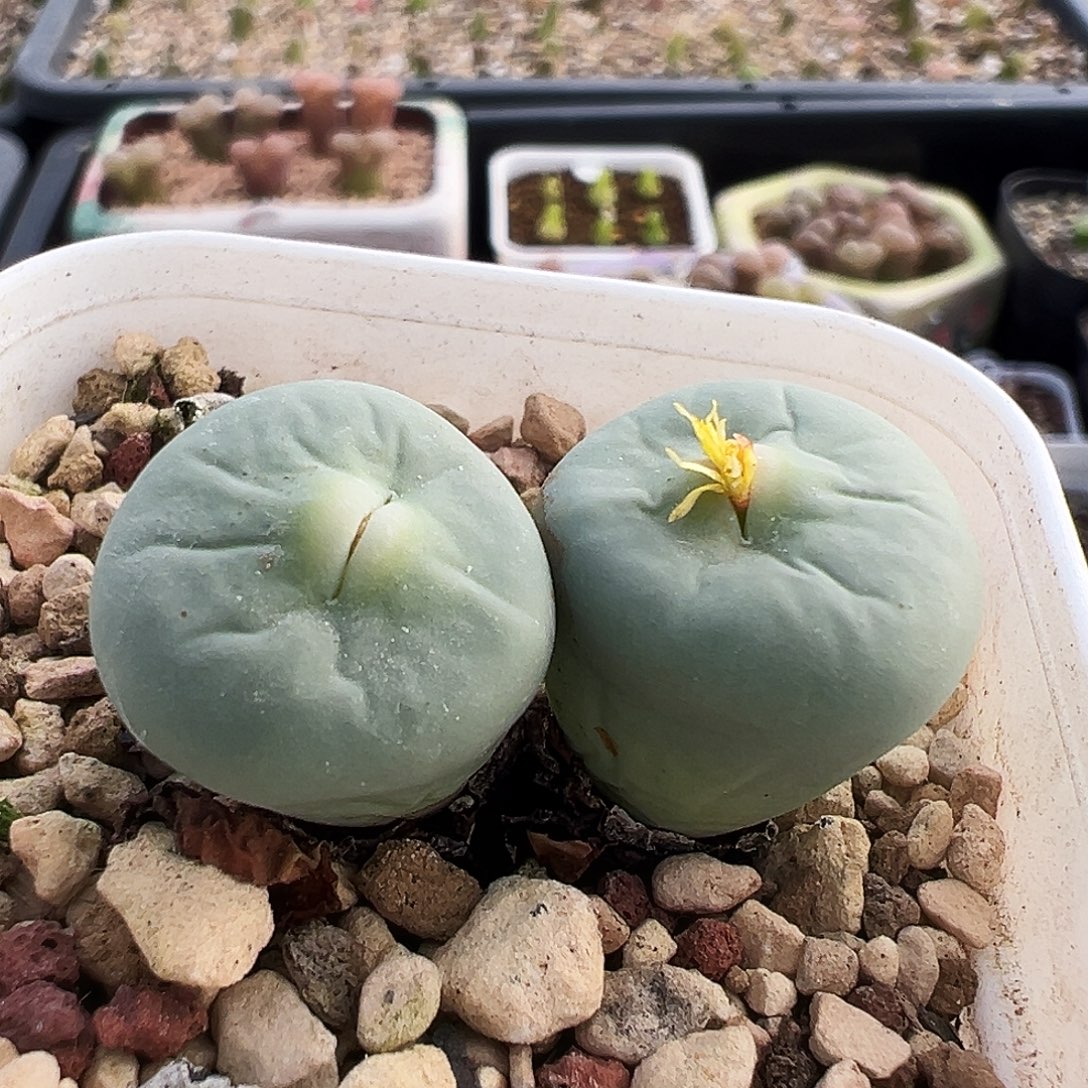 33号嘴福利特……….